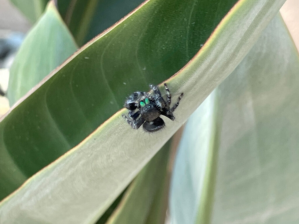 the someday jumping spider?