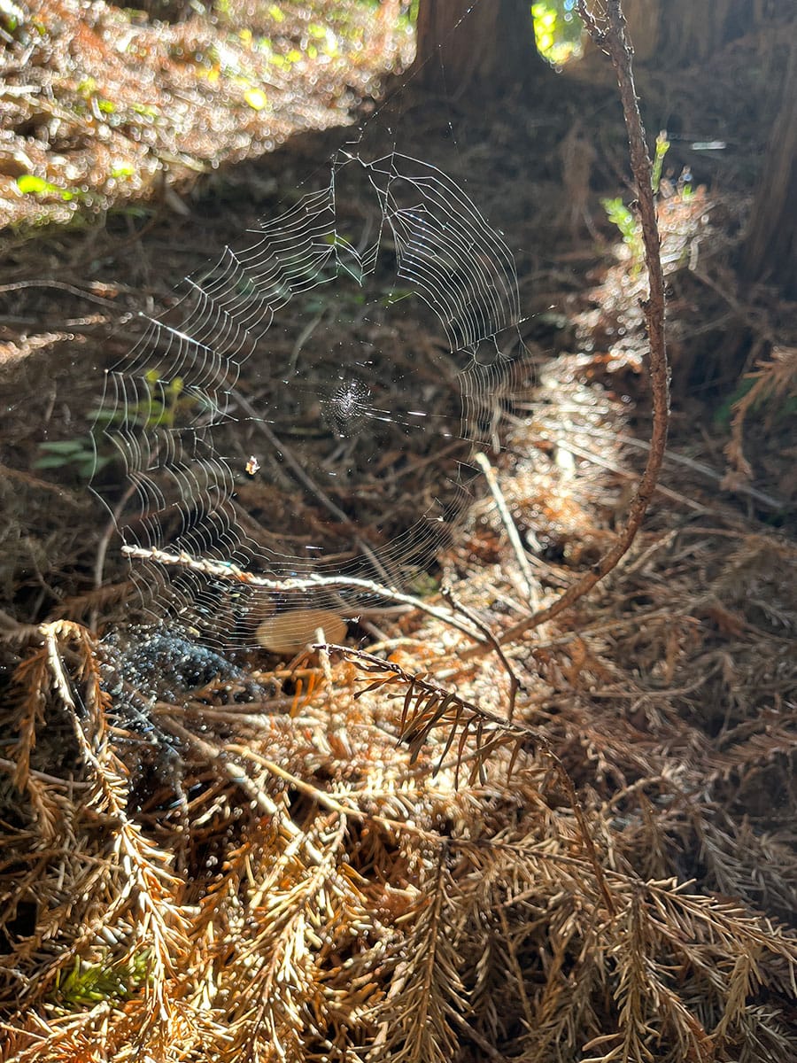 Orb web on Mt. Madonna nature trail