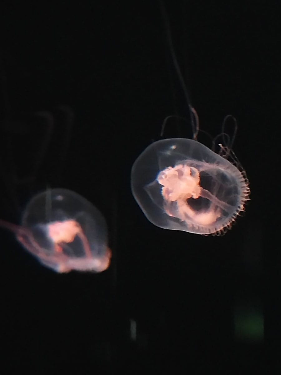 tower jellies at Monterey Bay Aquarium