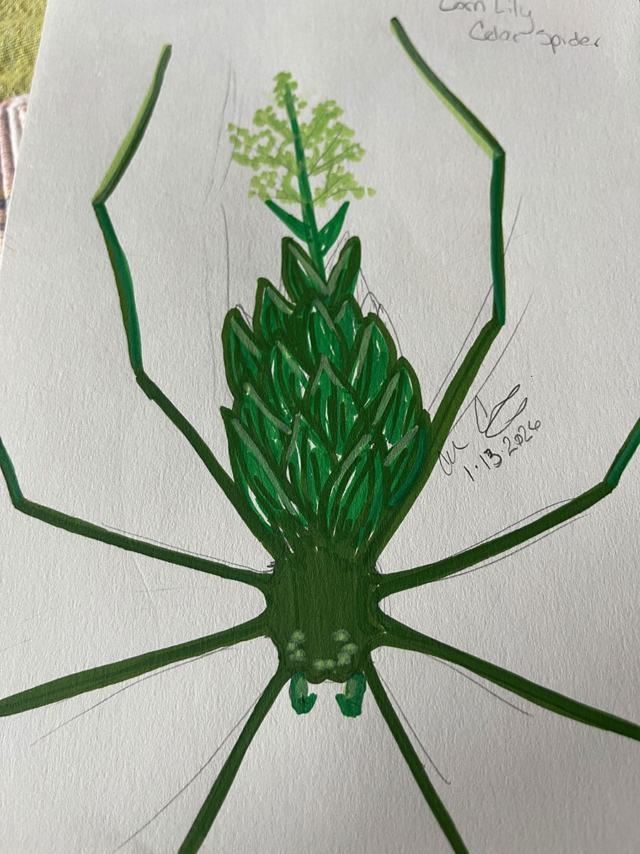 Cellar Corn Lily Spider