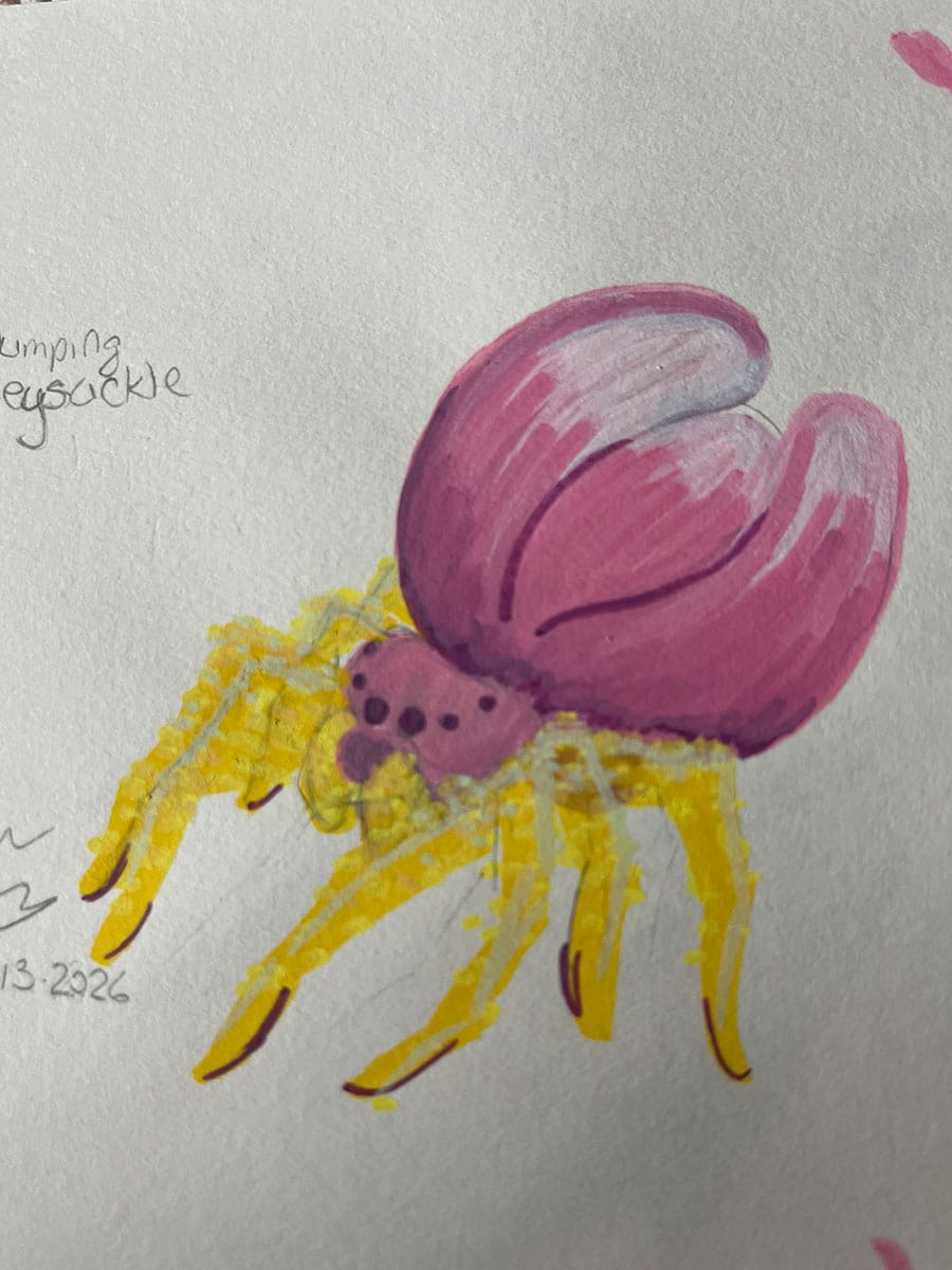 Jumping Honeysuckle Spider
