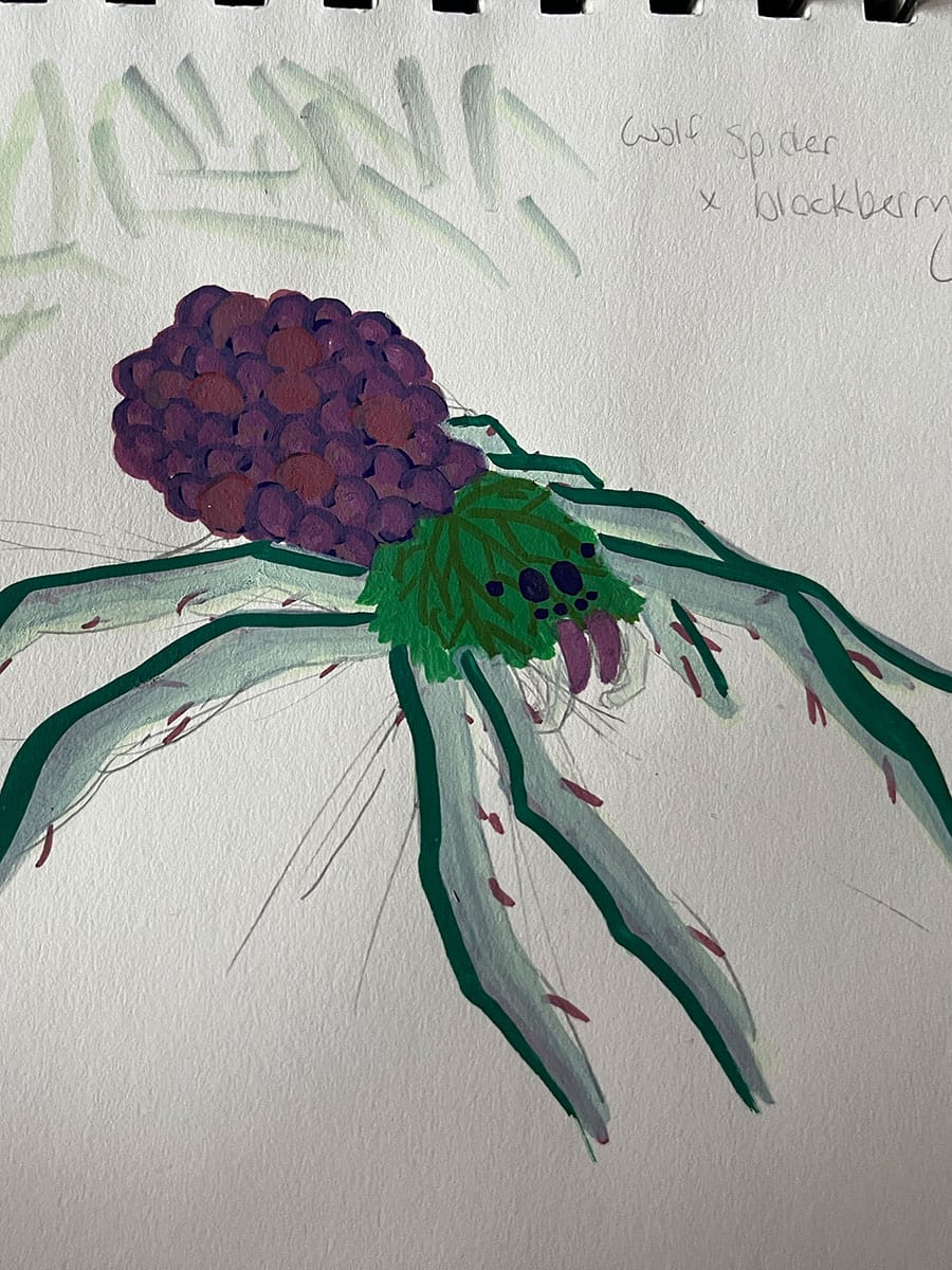 Wolf Blackberry Spider