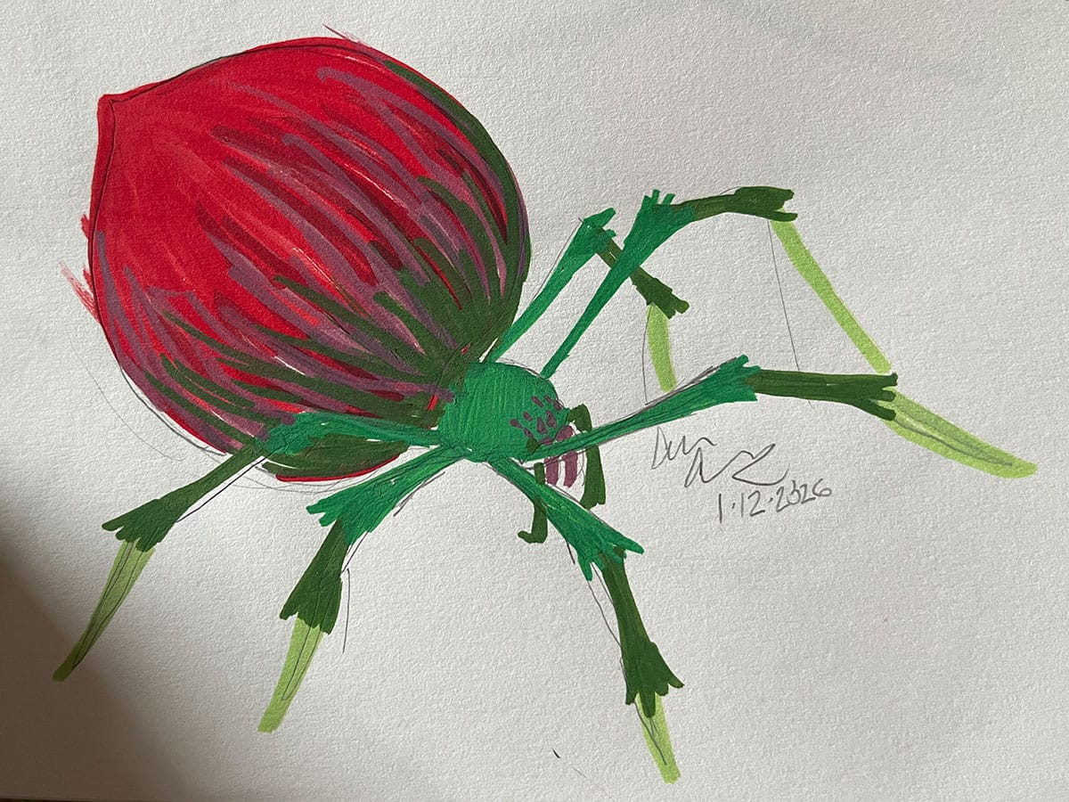 Tomato Widow Spider