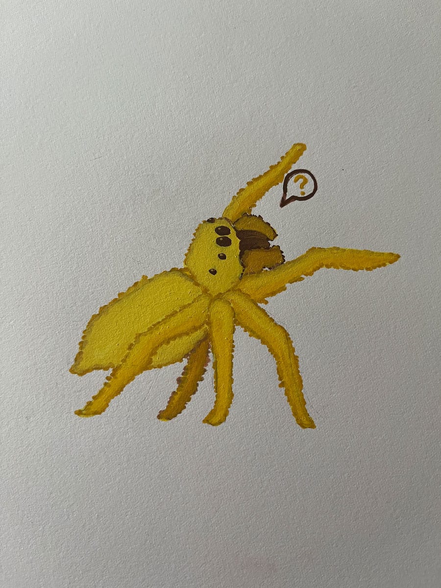 jumping spider colored
