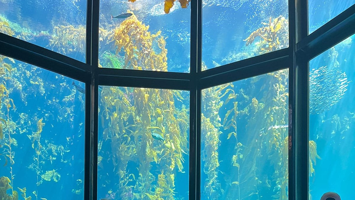 my view for the monterey member morning